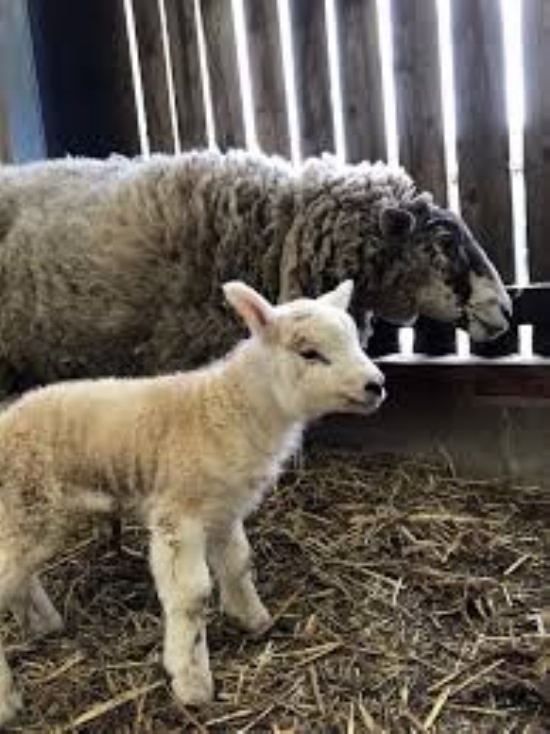 Ash End Farm